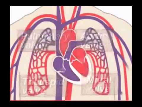 El sistema circulatorio
