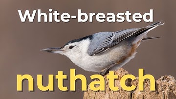 White-breasted nuthatch taking a seed and caching it in tree bark