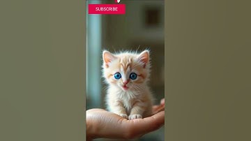Thumbnail of Little Kitten 🐈 Cat Singing apt apt 🎶 Lyrics #cat #apt #catsinging #viralshorts
