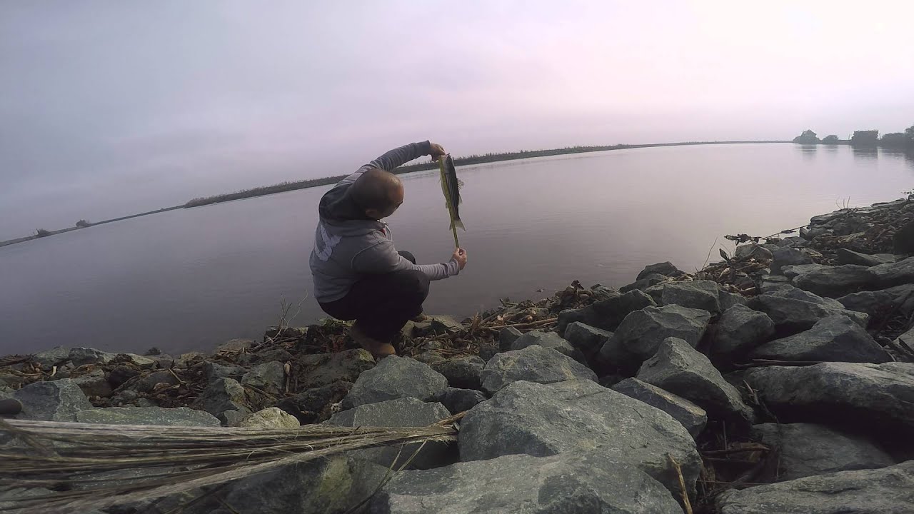 Bank striper fishing and the release YouTube