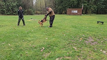 Watch My Puppy Learn With The Big Dogs!
