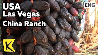 【K】USA Travel-Las Vegas[미국 여행-라스베이거스]사막 위의 오아시스, 차이나랜치 대추야자/China Ranch/Oasis/Date palm