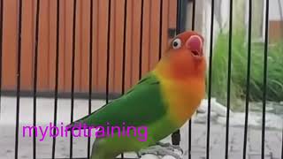 LOVE BIRD FIGHTER DURASI PANJANG || MASTERAN LOVEBIRD AGAR NGEKEK by NATURE WILDLIFE 109 views 3 months ago 17 minutes