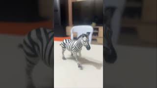 Zebra Running