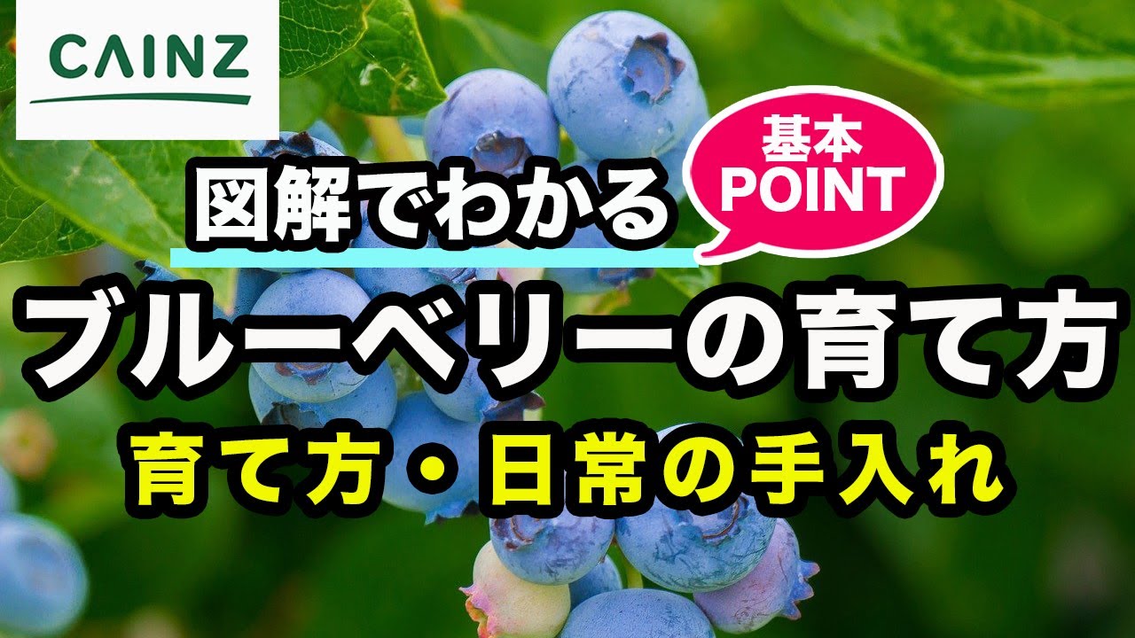 ブルーベリーの育て方 カインズ植物図鑑 Youtube