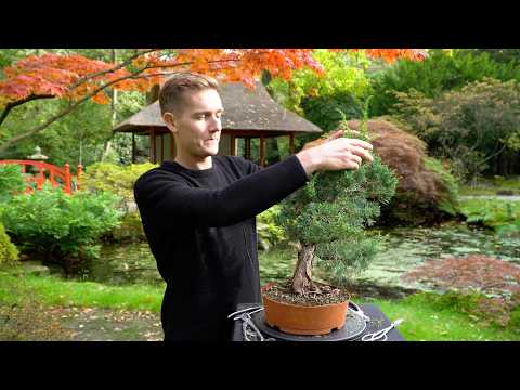 anubias nana bonsai Anubias Nana Bonsai – Fish Kings main image 0