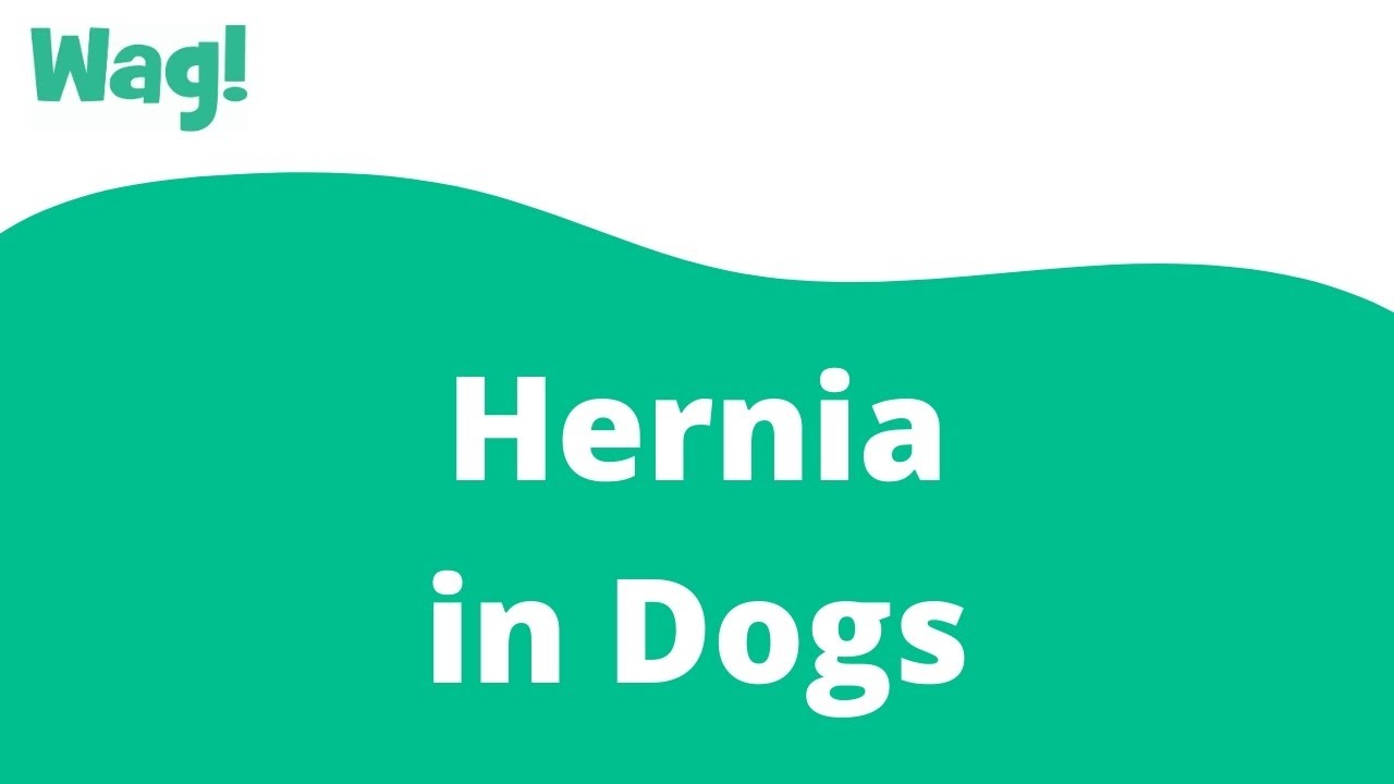 Are Hernias In Dogs Hereditary