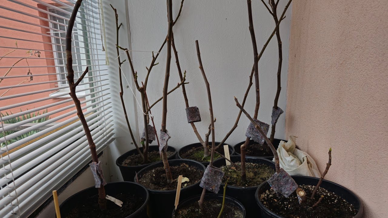 Řez fíkovníků v nádobách v prvním roce