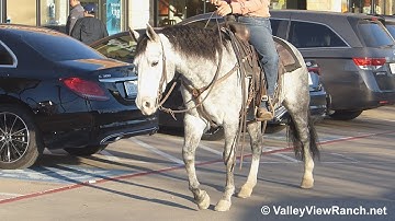 Lil Janie Cat - riding in town! - ValleyViewRanch.net