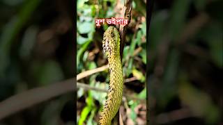 African Bush viper। আফ্রিকান বুশ ভাইপার। viper #snakevideo
