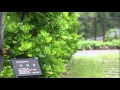 雨の植物園 ame4.wmv