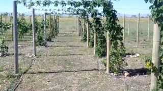 Growing Beer Hops on a Treillis in the Vineyard