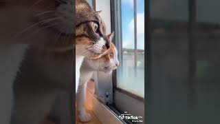 Download Lagu tobat kapok lombok kadang lurus kadang menggok MP3