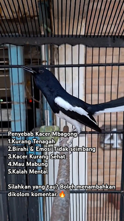 Penyebab Kacer mbagong atau nangkur @kacerturbo #hewan #burung #kicaumania #kacer #burungkacer
