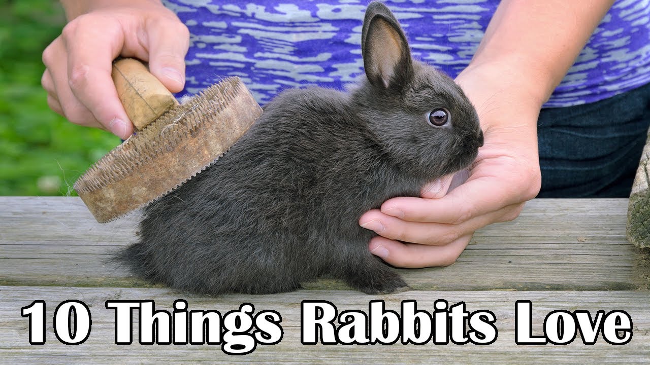 10 things rabbits love YouTube