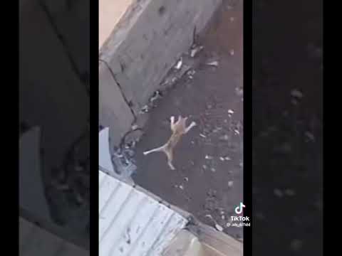 لا