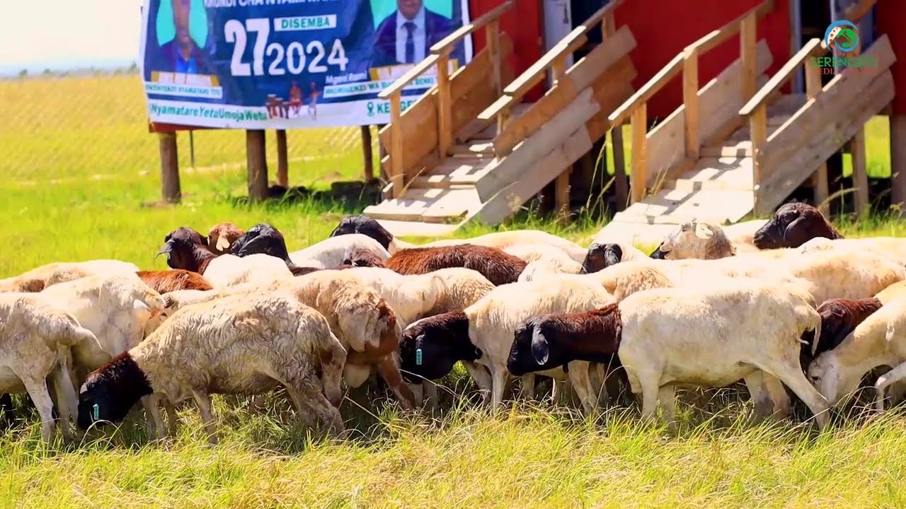 UMOJA WA WHATSAPP JUMUIYA YA NYAMATARE WAZAA MRADI WA KONDOO