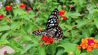 SINNATHA KODAYA SINGGARA- Baduga *HETTHE AMMAN* song-Most beuty full videos inside. Baduga songs