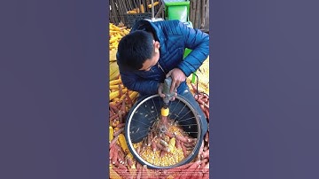 A Clever High-Speed Corn Shelling Technique