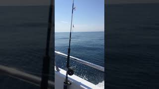 Rudee Tours Virginia Beach Va Deep Drop