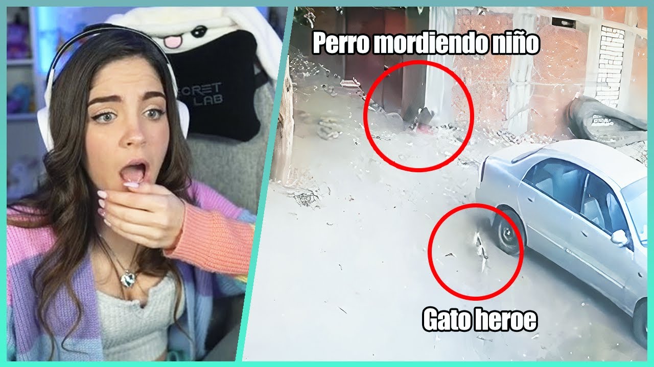 Staryuuki reacciona a Gatos Heroes