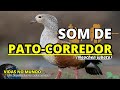 🎵 🎵 SOM DE PATO-CORREDOR (Neochen jubata) Orinoco Goose