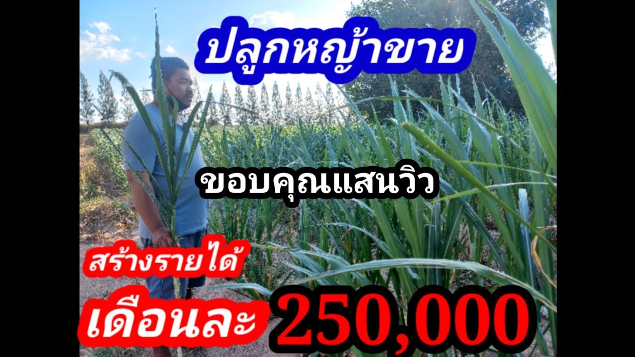 ปลูกหญ้าขาย สร้างรายได้หลักแสนต่อเดือน ลูกค้าหลักคือฟาร์มวัว#พูดจาภาษาวัว