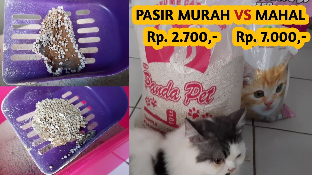 Pasir Kucing Gumpal Murah vs Mahal !! Mana Yang Terbaik ?? Yuk Kita Bandingkan