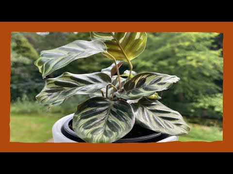 Video: Peacock Plant Care - Verzorging van Calathea Peacock kamerplanten