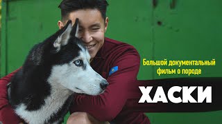 видео: Посмотри этот фильм, прежде чем заводить Хаски картинка: Посмотри этот фильм, прежде чем заводить Хаски
