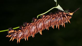Larva da borboleta Battus polydamas alimentando-se da planta Aristolochia elegans