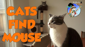 Cat mouse trap | Funny Cat Video for kids | Donny & Cleo