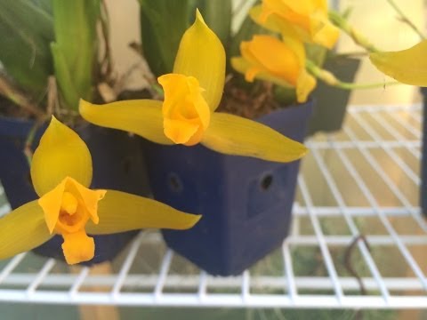 Lycaste Orchid care: Easy Steps on how to grow Lycaste Orchids