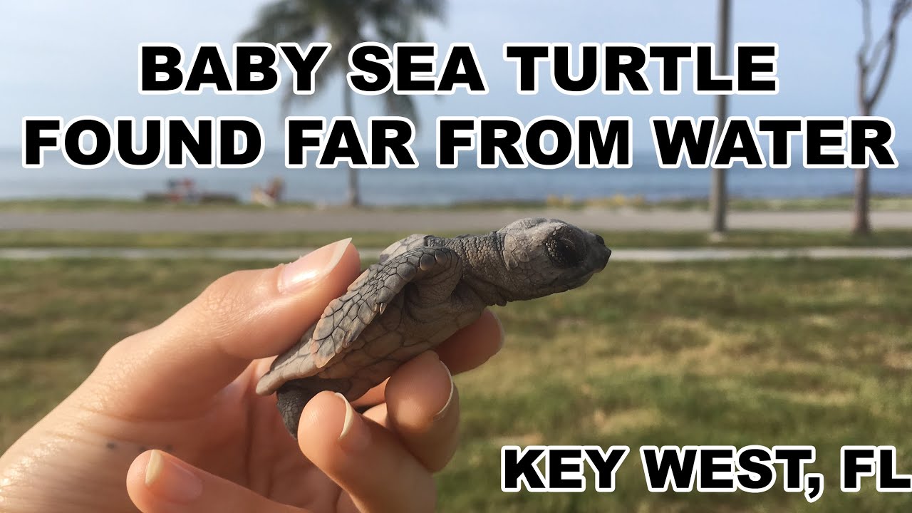 Baby Sea Turtle Found Going The Wrong Way Key West, FL YouTube