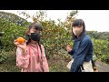 収穫の秋だ！みかん狩りだ！★奈華