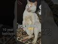 🤲#shorts#explore#funny#cute#catshorts#catlove#catvideos#trending#viralshorts#cuteanimals#ramadan#cat