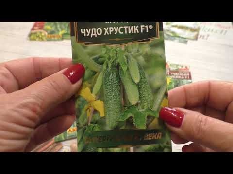 Обзор семян огурцов Лучшие из лучших