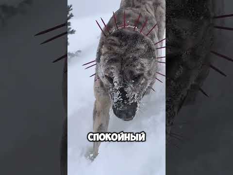 Кангал — сильный и преданный защитник из Турции #знания #животные #хочуфакты #факты #кангал