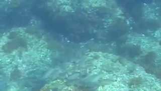 Illes Medes snorkelling from L'Estartit Spain