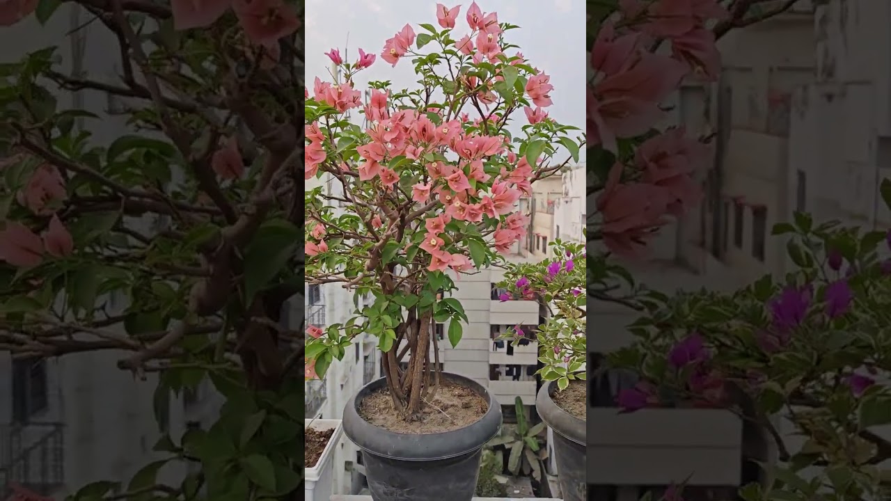 #Bougainvillea #rooftopgarden #multicolor
