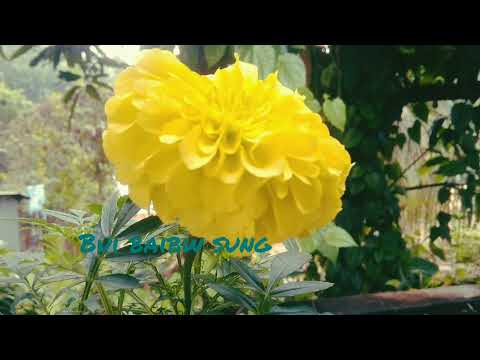 New kokborok status || ‘kowani mokol’ || one like ❤❤ by Robel Tripz Official 