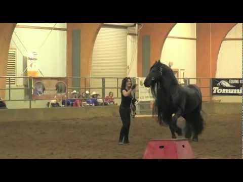 FRIESIAN STALLION UNBELIEVABLE, Frederik the Great