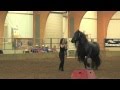 FRIESIAN STALLION UNBELIEVABLE, Frederik the Great