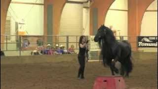 FRIESIAN STALLION UNBELIEVABLE, Frederik the Great