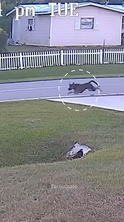 @factamatar German Shepherd Saved His Owner😍