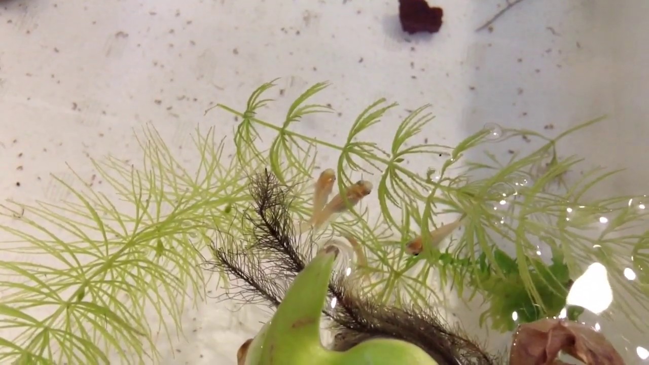 めだかの交尾の瞬間 産卵 Youtube