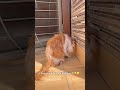 I need justice😿🥹😕 #cat #cats #funnycat #catvideo #cutecat #catlover#petlover#catsofyoutube #meow