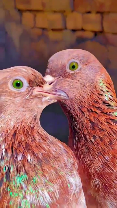 Hari aankh ke lalsare kabutar #viral #pigeons #trending #youtube#youtubeshort #kabootar#bestpigeons