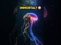 This Animal Can Reverse Aging… Forever 😳 (Immortal Jellyfish)