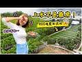 【沒行李！】上水單車一日遊｜即摘即食士多啤梨🍓｜大水管 塱原濕地 羅太豆腐花 上水農場